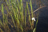 Water plant