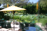 umbrella lotus pond.JPG