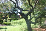 interesting tree near the pond.JPG