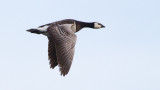 Barnacle Goose / Vitkindad Gs