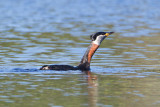 Grhakedopping / Red-necked grebe 