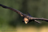 Brun krrhk (juvenil) / Western Marsh Harrier (juvenile)
