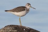Gluttsnäppa (Common Greenshank)