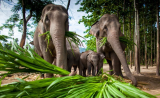 Pamper a Pachyderm