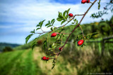 Rose hips