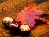 Fall colors