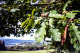 Herbstlich