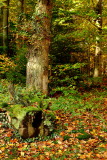 At the forest...