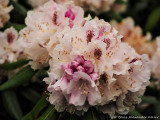 Rhododendron