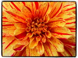 Dahlia