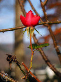 November Rose