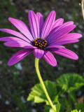 African Daisy