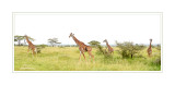 les girafes du Serengeti...