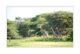 Girafes... promenade...