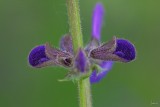 Salvia