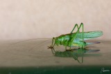 Locusta