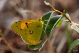 Colias alfacariensis