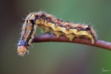 Helicoverpa (Heliothis) armigera