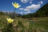 Pulsatilla