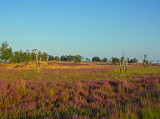 Kalmthoutse Heide 14 september 2014