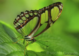 Beautiful Butterfly