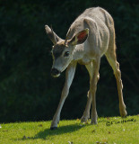 Black-tailed Deer (Odocoileus hemionus)