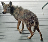 Mangy Coyote