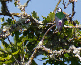 Violet-green Swallow - Male