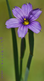 Blue-eyed Grass