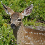 Black-tailed Deer Fawn