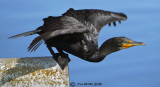 Cormorant - Free to Take Off