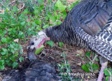Dead Turkey getting pecked