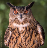 Eurasian eagle-owl