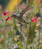 Active Hummingbird