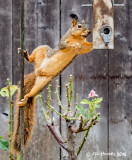 Fox Squirrel 