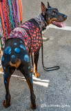 Doberman red spotted vest.jpg