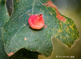  Red Cone Gall Wasp 