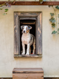 Personal Doggie Window