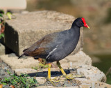 Common Moorhen (Gallareta). 