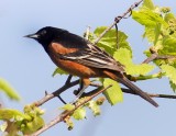 Orchard Oriole