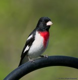 Rose-breasted Grosbeak