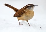 Carolina Wren