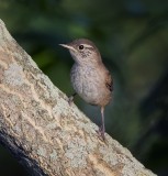 House Wren