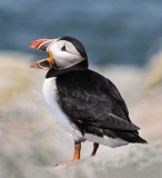 Atlantic Puffin