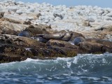 Seals