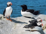 Atlantic Puffins & Razorbill