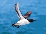 Razorbill