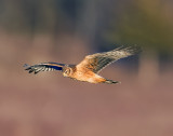  Northern Harrier 