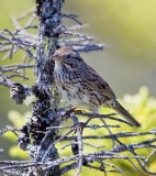 Lincolns Sparrow