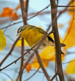  Yellow-breasted Chat